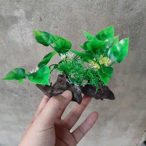 Top 5+ Loại Cây Trang Trí Hồ Cá Đẹp, Dễ Trồng & Chăm Sóc