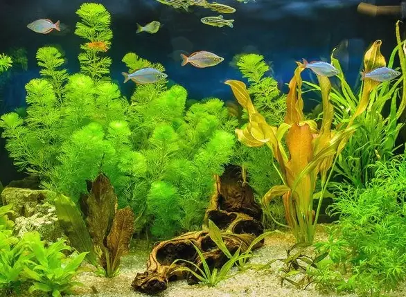 Top 5+ Loại Cây Trang Trí Hồ Cá Đẹp, Dễ Trồng & Chăm Sóc