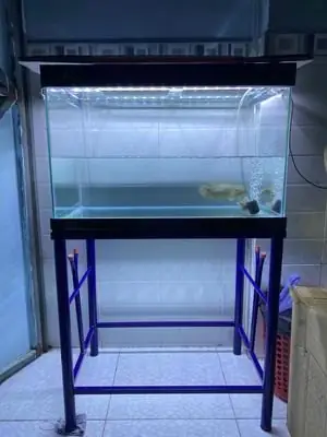 Chân Hồ Cá 1m: Lựa Chọn, Báo Giá & Hướng Dẫn Mua Bán