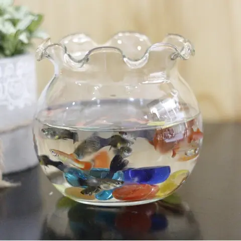 Chậu Cá Thủy Tinh: Lựa Chọn Hoàn Hảo Cho Hồ Cá Mini Để Bàn