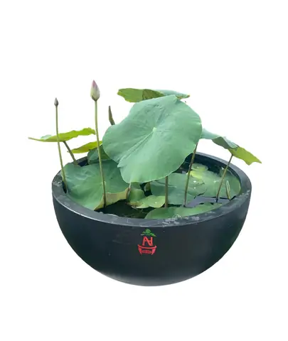 Chậu Đất Nuôi Cá: Lợi Ích, Cách Chọn Và Hướng Dẫn Sử Dụng Chi Tiết