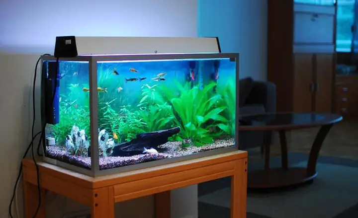 Hướng Dẫn Chế Đèn Led Bể Cá Đơn Giản Và Hiệu Quả