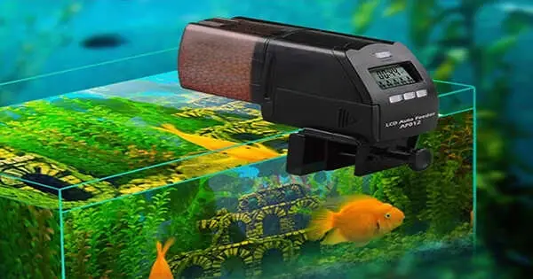 Hướng Dẫn Chi Tiết Cách Chế Máy Cho Cá Ăn Tự Động Đơn Giản Tại Nhà