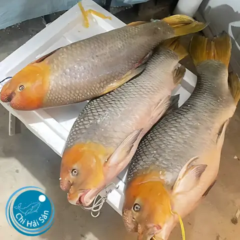 Cá Anh Vũ: Báu Vật Sông Đà - Đặc Điểm, Giá Trị Và Cách Nhận Biết