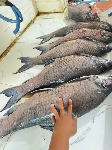 Cá Anh Vũ: Báu Vật Sông Đà - Đặc Điểm, Giá Trị Và Cách Nhận Biết