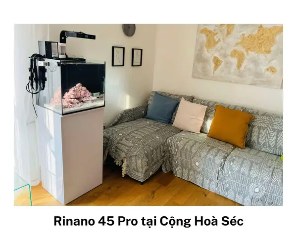 Chi Phí Làm Hồ Cá Biển Chi Tiết A-z Cho Người Mới Bắt Đầu