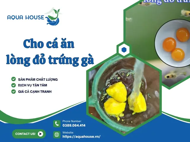 Cho Cá Ăn Lòng Đỏ Trứng Gà: Hướng Dẫn Chi Tiết Cho Cá Bột & Cá Cảnh Nhỏ