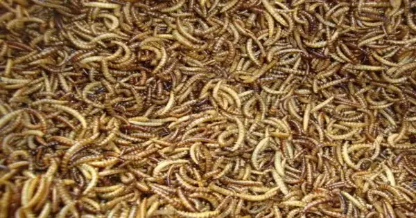 Cho Cá Ăn Sâu Gạo: Kinh Nghiệm, Lưu Ý Và Cách Sử Dụng Hiệu Quả
