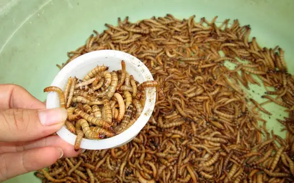 Cho Cá Ăn Sâu Gạo: Kinh Nghiệm, Lưu Ý Và Cách Sử Dụng Hiệu Quả