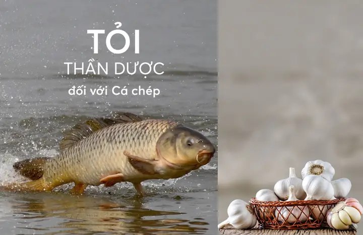 Cho Cá Ăn Tỏi: Lợi Ích, Cách Thực Hiện Và Lưu Ý Quan Trọng Cho Cá Ăn Tỏi: Lợi Ích, Cách Thực Hiện Và Lưu Ý Quan Trọng