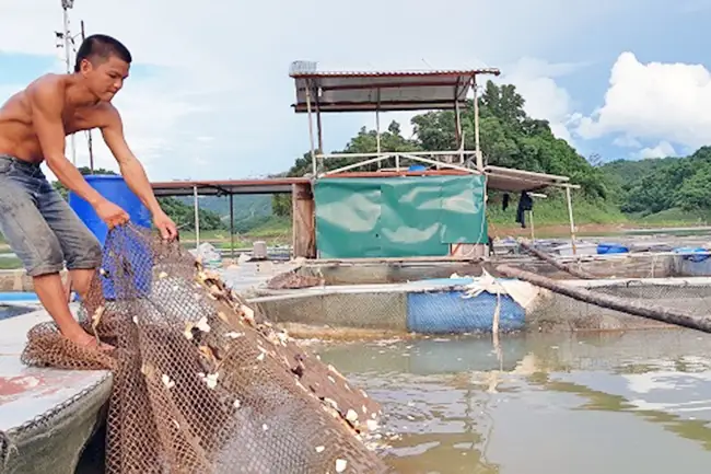 Cho Cá Ăn Tỏi: Lợi Ích, Cách Thực Hiện Và Lưu Ý Quan Trọng Cho Cá Ăn Tỏi: Lợi Ích, Cách Thực Hiện Và Lưu Ý Quan Trọng