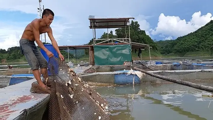 Cho Cá Ăn Tỏi: Lợi Ích, Cách Thực Hiện Và Lưu Ý Quan Trọng Cho Cá Ăn Tỏi: Lợi Ích, Cách Thực Hiện Và Lưu Ý Quan Trọng