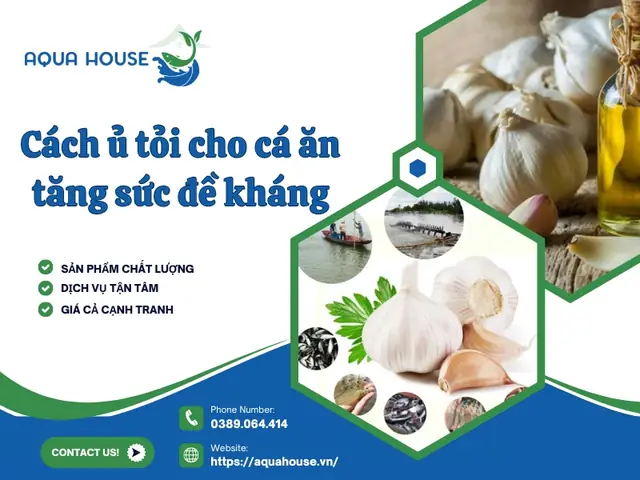 Cho Cá Ăn Tỏi: Lợi Ích, Cách Thực Hiện Và Lưu Ý Quan Trọng Cho Cá Ăn Tỏi: Lợi Ích, Cách Thực Hiện Và Lưu Ý Quan Trọng