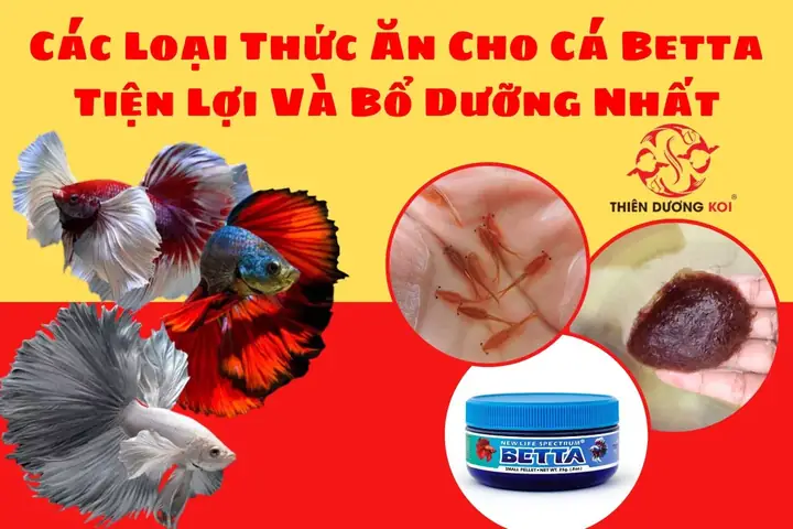 Cá Betta Ăn Gì? Hướng Dẫn Chi Tiết Từ Chuyên Gia