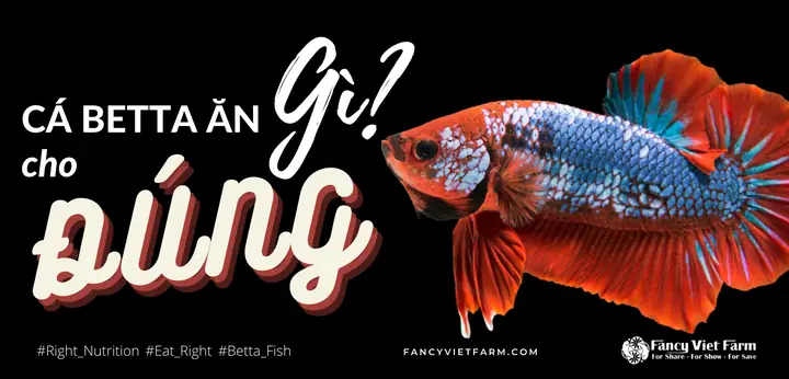 Cá Betta Ăn Gì? Hướng Dẫn Chi Tiết Từ Chuyên Gia
