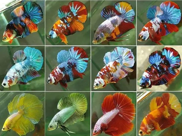Cá Betta Ăn Gì? Hướng Dẫn Chi Tiết Từ Chuyên Gia