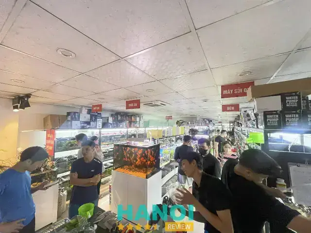 Chợ Đầu Mối Cá Cảnh Hà Nội: Địa Chỉ, Kinh Nghiệm Mua Sắm & Lưu Ý