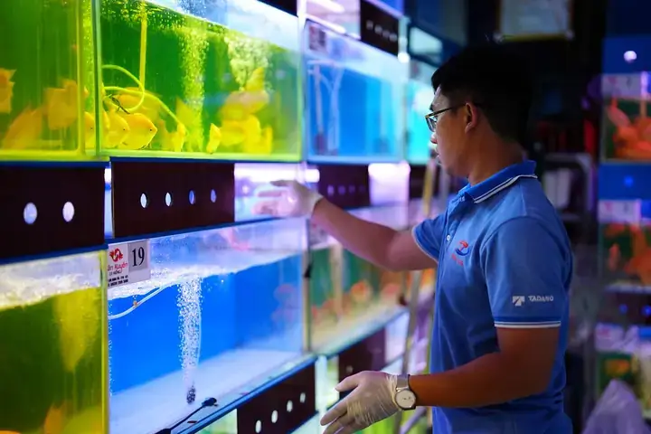 Chợ Cá Cảnh Lưu Xuân Tín Tphcm: Khám Phá Chợ Đêm Lớn Nhất Sài Gòn Chợ Cá Cảnh Lưu Xuân Tín Tphcm: Khám Phá Chợ Đêm Lớn Nhất Sài Gòn