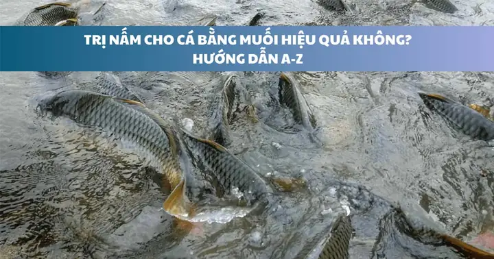 Hướng Dẫn Chi Tiết Cách Chữa Nấm Cho Cá Bằng Muối Hiệu Quả