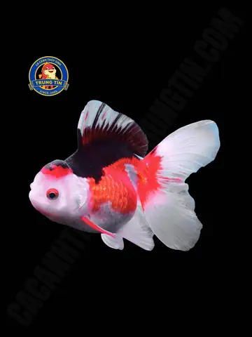 Chuyên Cung Cấp Cá Cảnh Giá Sỉ: Địa Chỉ Uy Tín & Kinh Nghiệm Chọn Nguồn Hàng