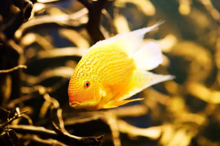 Cá Cichlid Là Gì? Khám Phá Họ Cá Hoàng Đế Đa Dạng