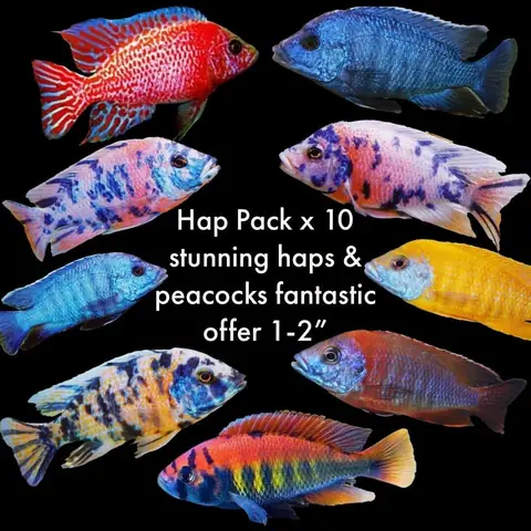 Cá Cichlid Là Gì? Khám Phá Họ Cá Hoàng Đế Đa Dạng
