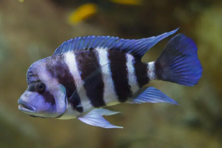 Cá Cichlid Là Gì? Khám Phá Họ Cá Hoàng Đế Đa Dạng