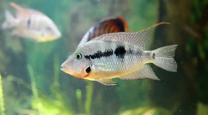 Cá Cichlid Là Gì? Khám Phá Họ Cá Hoàng Đế Đa Dạng