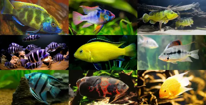 Cá Cichlid Là Gì? Khám Phá Họ Cá Hoàng Đế Đa Dạng