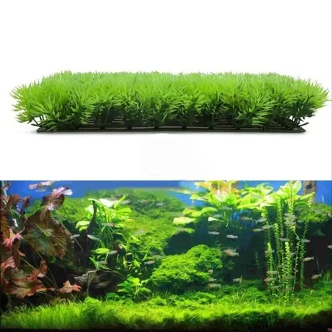 Cỏ Trang Trí Hồ Cá: Chọn Loại Nào Đẹp, Bền Và An Toàn Cho Bể Cá?