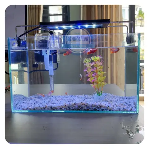 Combo Bể Cá Mini: Lựa Chọn Tối Ưu Cho Dân Văn Phòng & Người Mới Bắt Đầu Combo Bể Cá Mini: Lựa Chọn Tối Ưu Cho Dân Văn Phòng & Người Mới Bắt Đầu