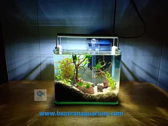 Combo Bể Cá Mini: Lựa Chọn Tối Ưu Cho Dân Văn Phòng & Người Mới Bắt Đầu Combo Bể Cá Mini: Lựa Chọn Tối Ưu Cho Dân Văn Phòng & Người Mới Bắt Đầu
