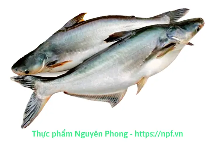 Cá Basa Là Gì? Phân Biệt, Dinh Dưỡng Và 9 Món Ngon Miền Tây Cá Basa Là Gì? Phân Biệt, Dinh Dưỡng Và 9 Món Ngon Miền Tây