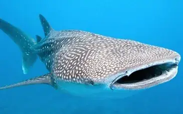 Cá Mập Voi (cá Nhám Voi): Tất Tần Tật Về Loài Cá Khổng Lồ Hiền Lành Nhất Thế Giới