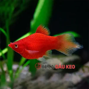 Top 15 Loài Cá Màu Đỏ Phổ Biến & Ý Nghĩa Phong Thủy Ít Ai Biết