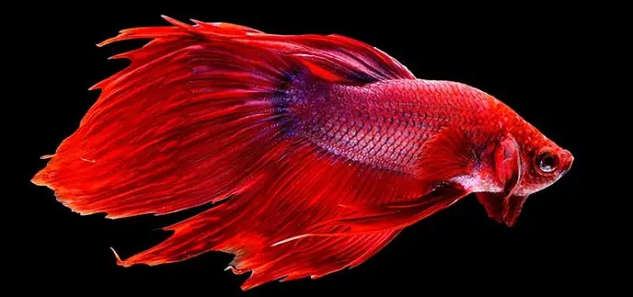 Top 15 Loài Cá Màu Đỏ Phổ Biến & Ý Nghĩa Phong Thủy Ít Ai Biết Top 15 Loài Cá Màu Đỏ Phổ Biến & Ý Nghĩa Phong Thủy Ít Ai Biết