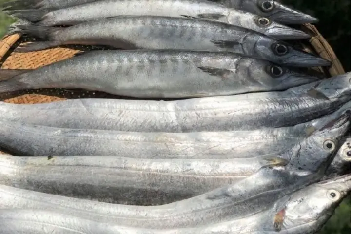 Cá Mỏ Nhọn: Đặc Điểm, Các Loại Phổ Biến Và Cách Nuôi Trồng