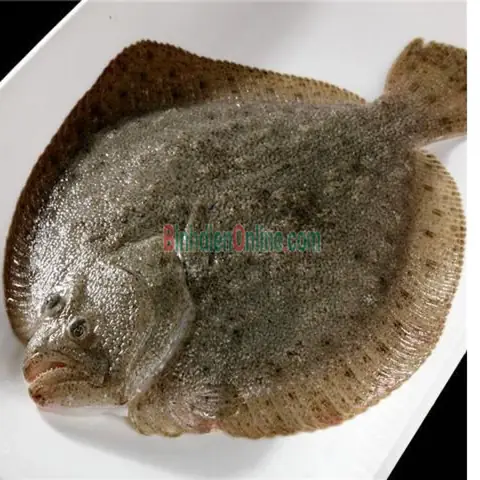 Cá Thờn Bơn: Đặc Điểm, Nguồn Gốc Và Giá Trị Ẩm Thực Cá Thờn Bơn: Đặc Điểm, Nguồn Gốc Và Giá Trị Ẩm Thực