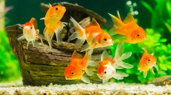 Cá Vàng Bơi: Lời Bài Hát, Nhạc Thiếu Nhi Vui Nhộn Cho Bé