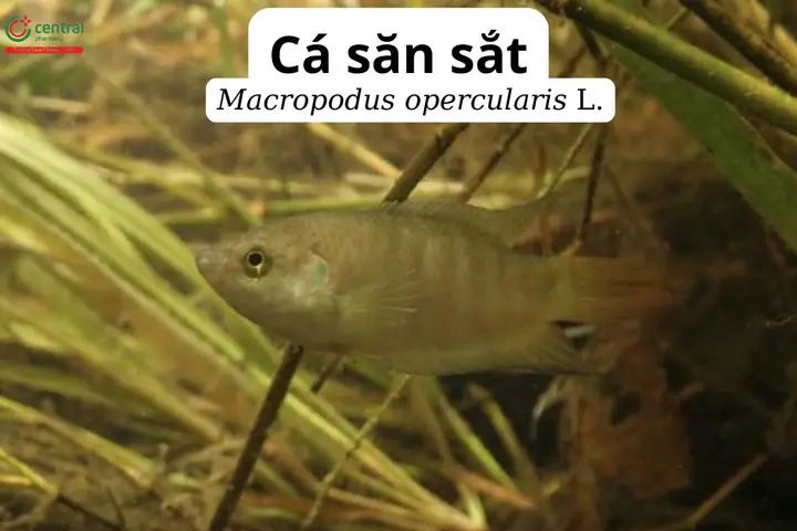 Cá Săn Sắt Là Cá Gì? Đặc Điểm Và Phân Biệt Với Các Loại Cá Khác