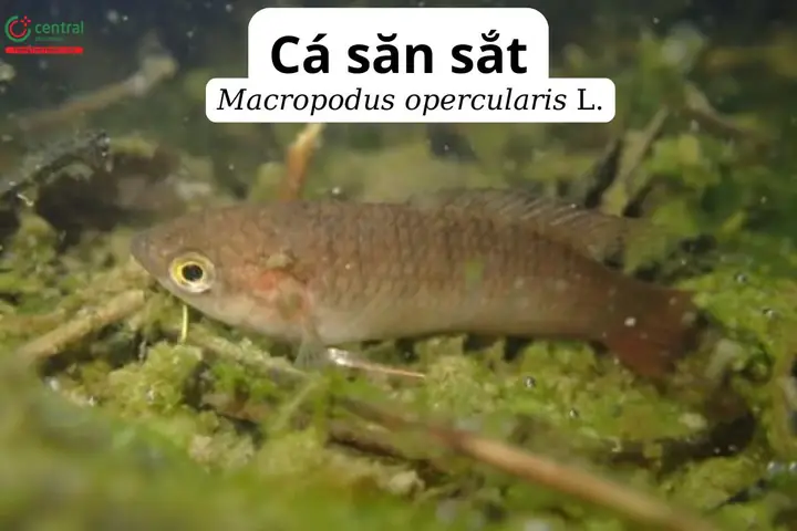 Cá Săn Sắt Là Cá Gì? Đặc Điểm Và Phân Biệt Với Các Loại Cá Khác