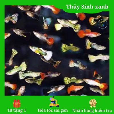 Cửa Hàng Bán Cá Bảy Màu Uy Tín: Địa Điểm, Các Loại & Hướng Dẫn Nuôi