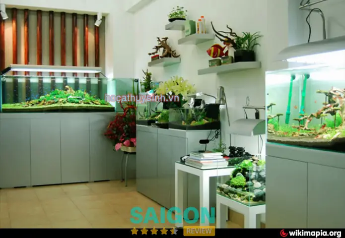 Top Cửa Hàng & Phụ Kiện Trang Trí Hồ Cá Uy Tín, Giá Tốt