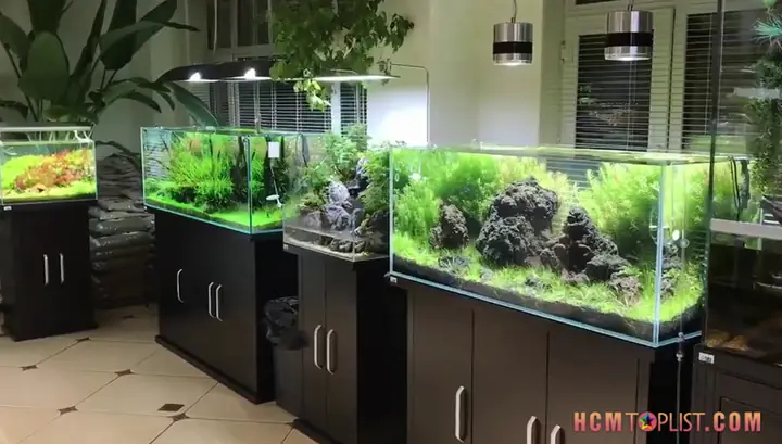 Top 10 Cửa Hàng Hồ Cá Cảnh Uy Tín Nhất Tp.hcm: Hướng Dẫn Lựa Chọn & Mua Sắm