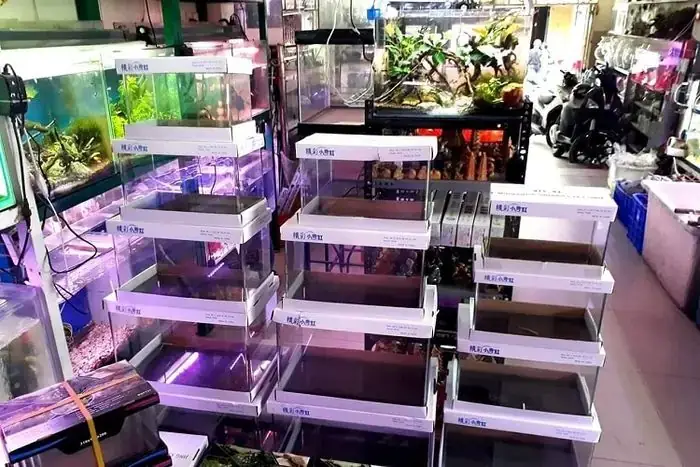Top 10 Cửa Hàng Hồ Cá Cảnh Uy Tín Nhất Tp.hcm: Hướng Dẫn Lựa Chọn & Mua Sắm