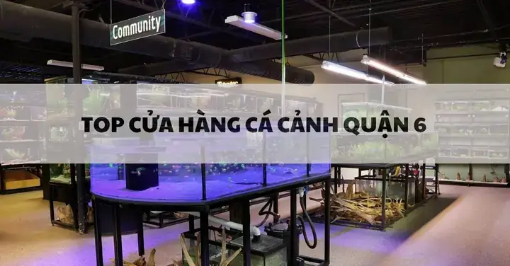 Cửa Hàng Bể Kính Cá Cảnh Anh Quân: Thông Tin, Đánh Giá Và Địa Chỉ
