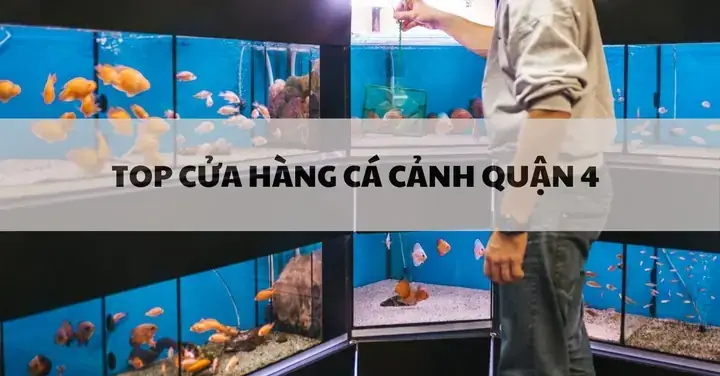Cửa Hàng Bể Kính Cá Cảnh Anh Quân: Thông Tin, Đánh Giá Và Địa Chỉ
