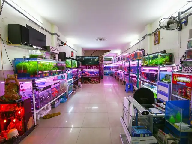 Top Cửa Hàng Cá Cảnh Biên Hòa: Uy Tín, Chất Lượng & Địa Chỉ Mua Hồ Cá