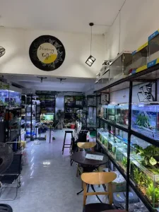 Top Cửa Hàng Cá Cảnh Uy Tín: Địa Chỉ, Sản Phẩm Và Kinh Nghiệm Mua Sắm