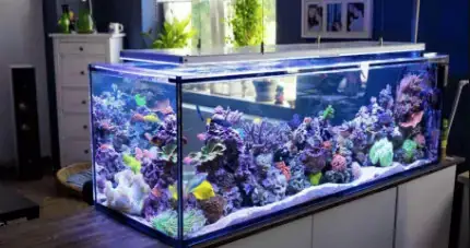 Top 10 Cửa Hàng Cá Cảnh Uy Tín Tại Nam Định: Địa Chỉ & Dịch Vụ